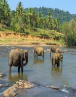 Srilanka